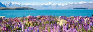 NZ Landscape