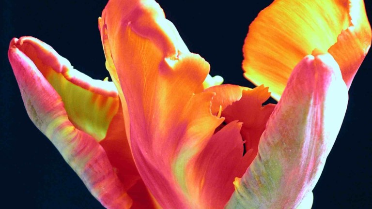 QUESTIONS, UNFOLDMENT and EVOLUTION