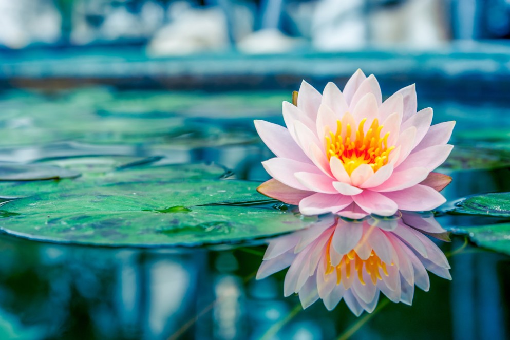 lotus
